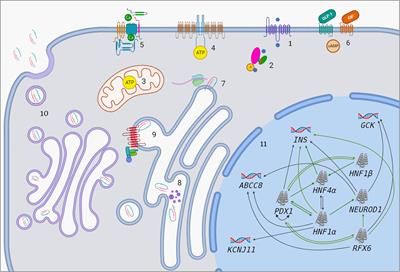 From glucose sensing to exocytosis: takes from maturity onset diabetes of the young